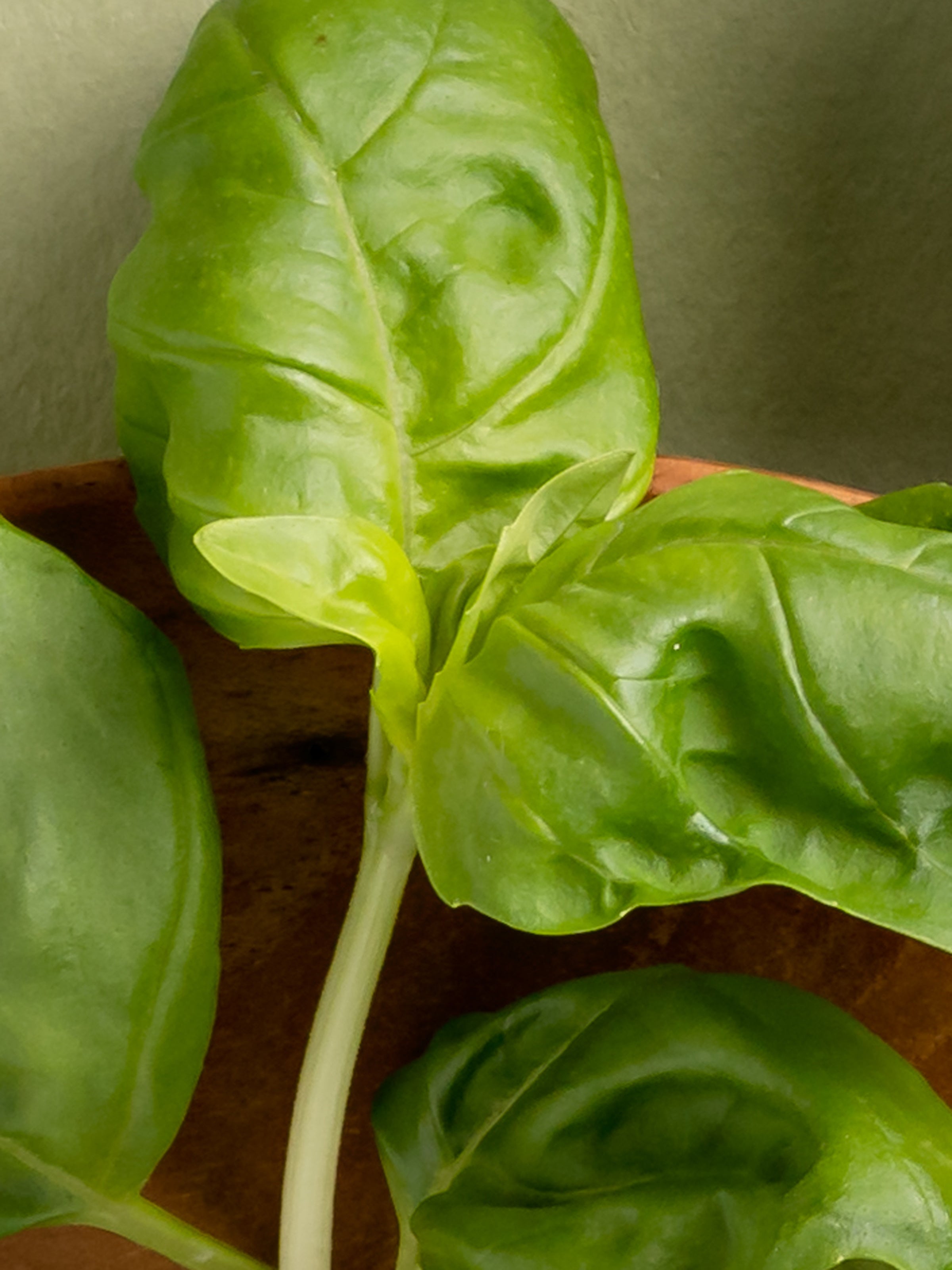 Neroli Basil - Home Scent Control