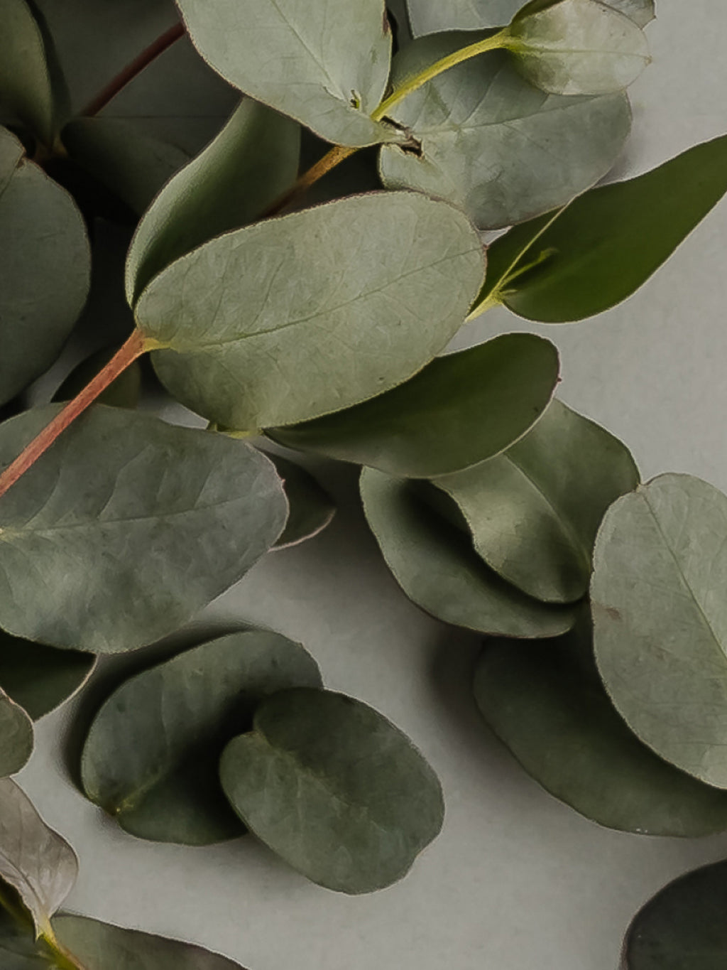 Eucalyptus - Freshness Made Modern