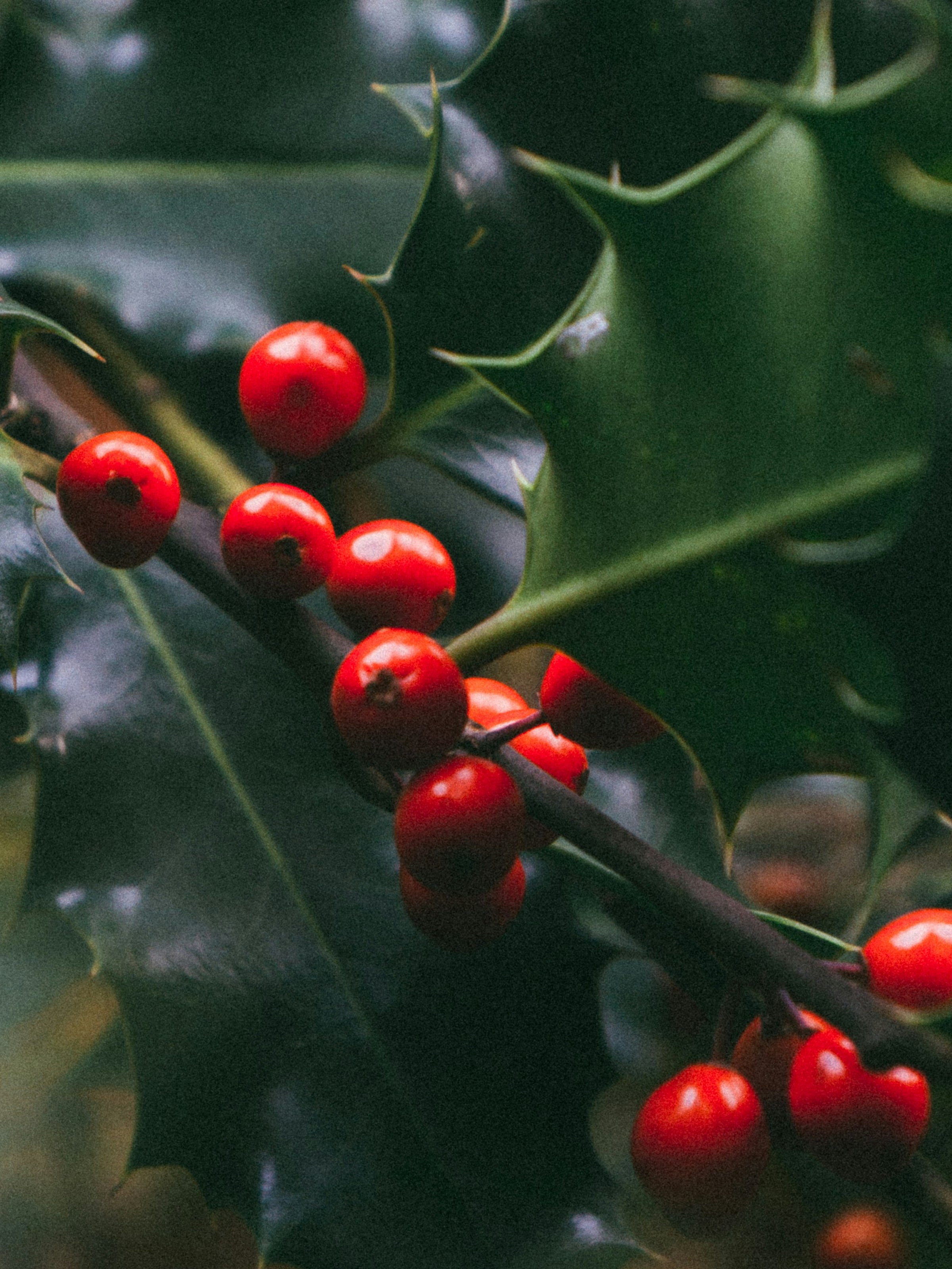 Mistletoe Kiss - Home Scent Made Smart