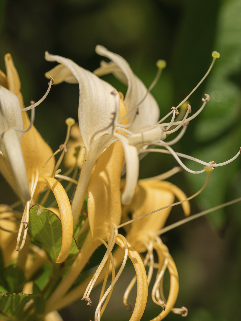 Wild Honeysuckle - Fresh Mood Ready