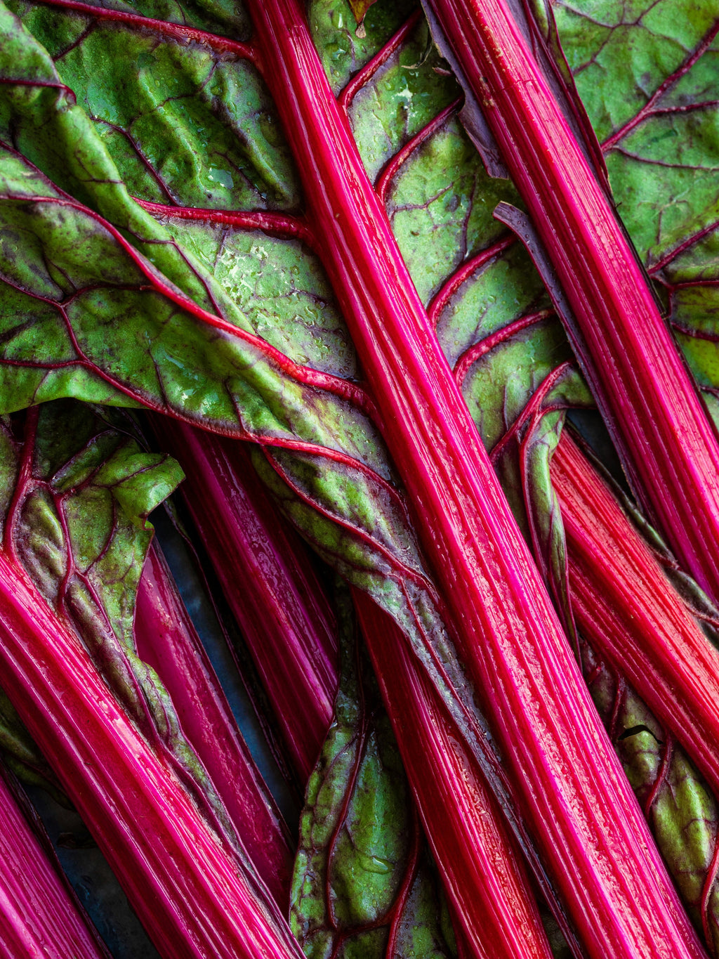 Rhubarb Honey - Fresh for Guests