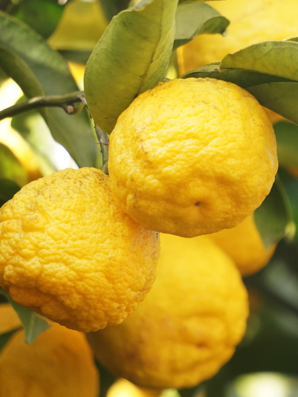 Sunlit Yuzu & Neroli - Room Refresh Daily