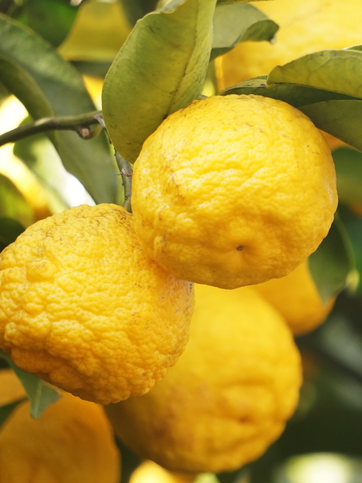 Sunlit Yuzu & Neroli - Room Refresh Daily