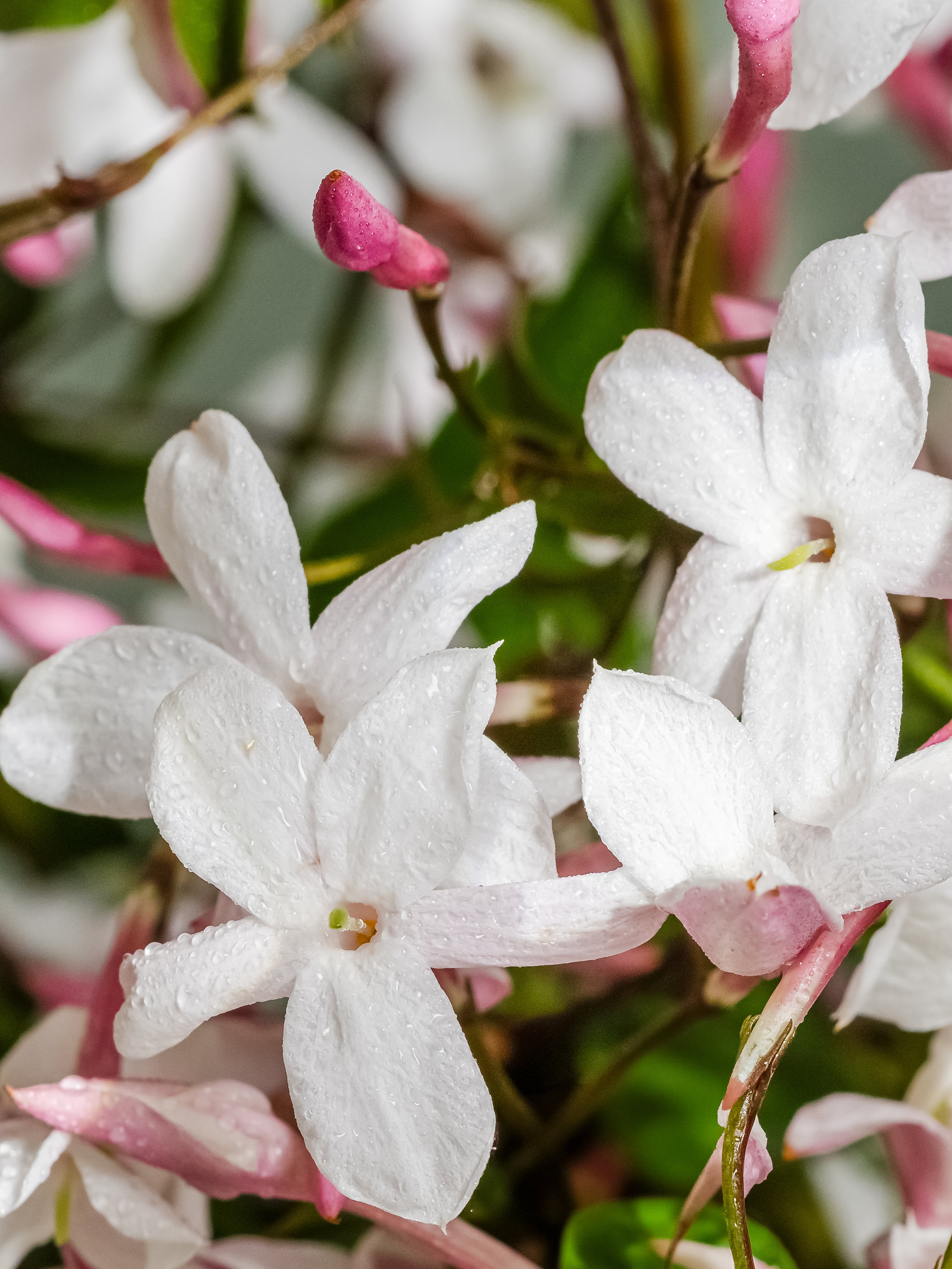 Flowering Currant - Upgrade Your Scent