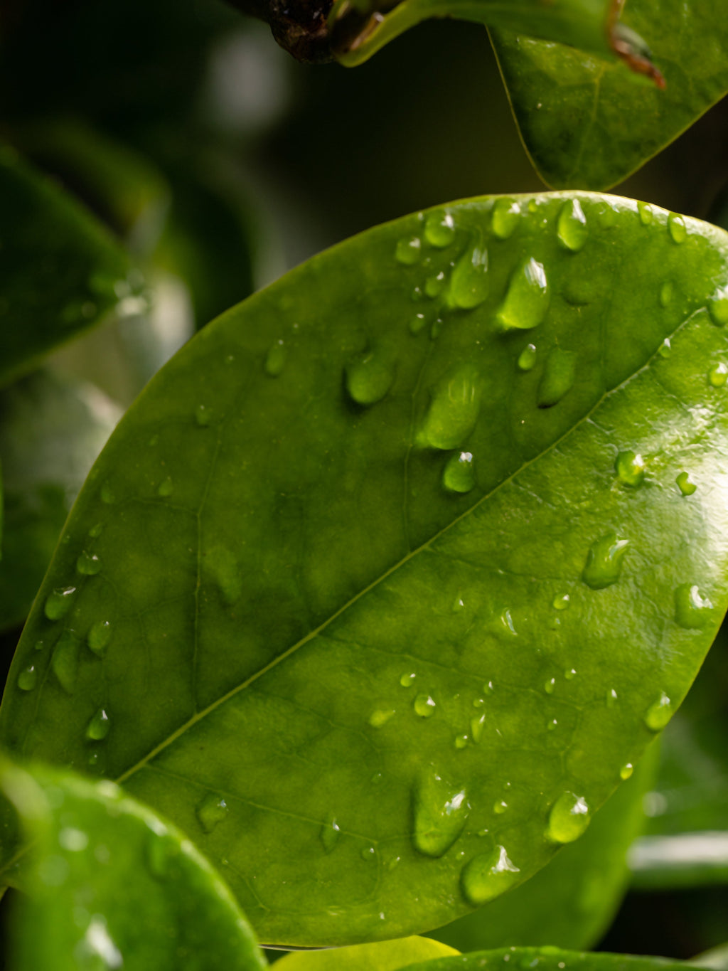 Citrus Leaves - Everyday Home Scent