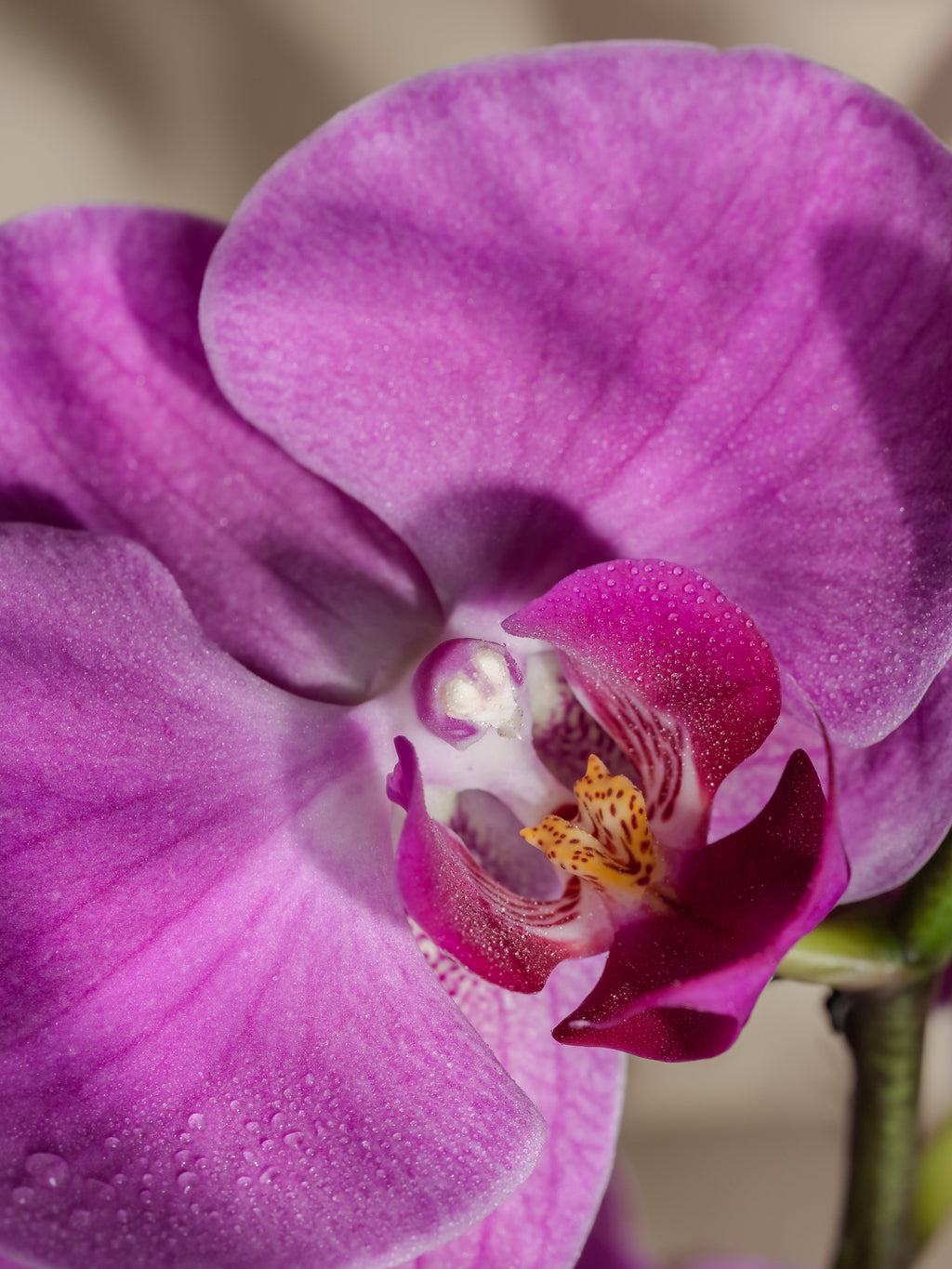 Aloha Orchid - Freshness Upgrade