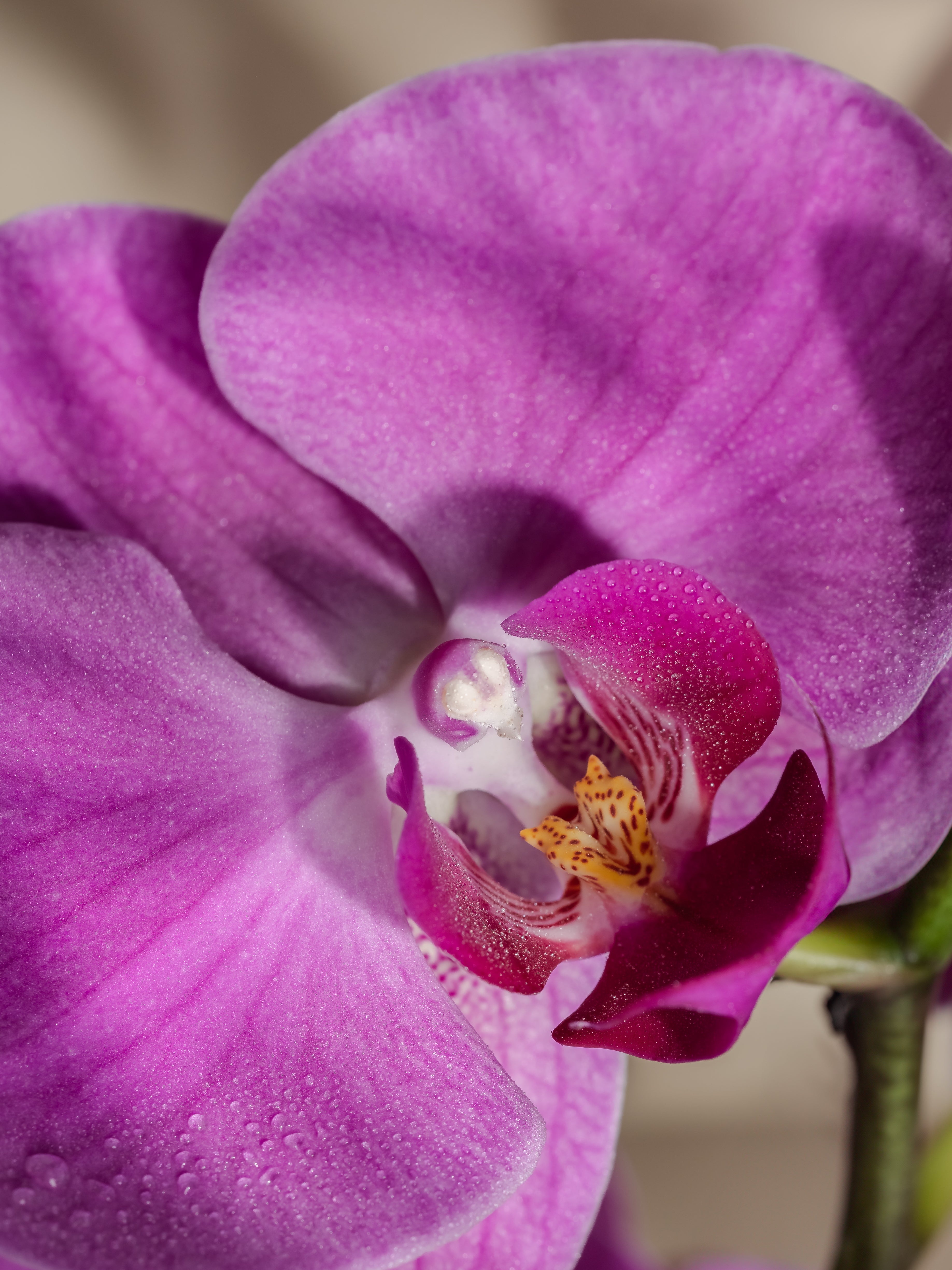 Aloha Orchid - Freshness Upgrade