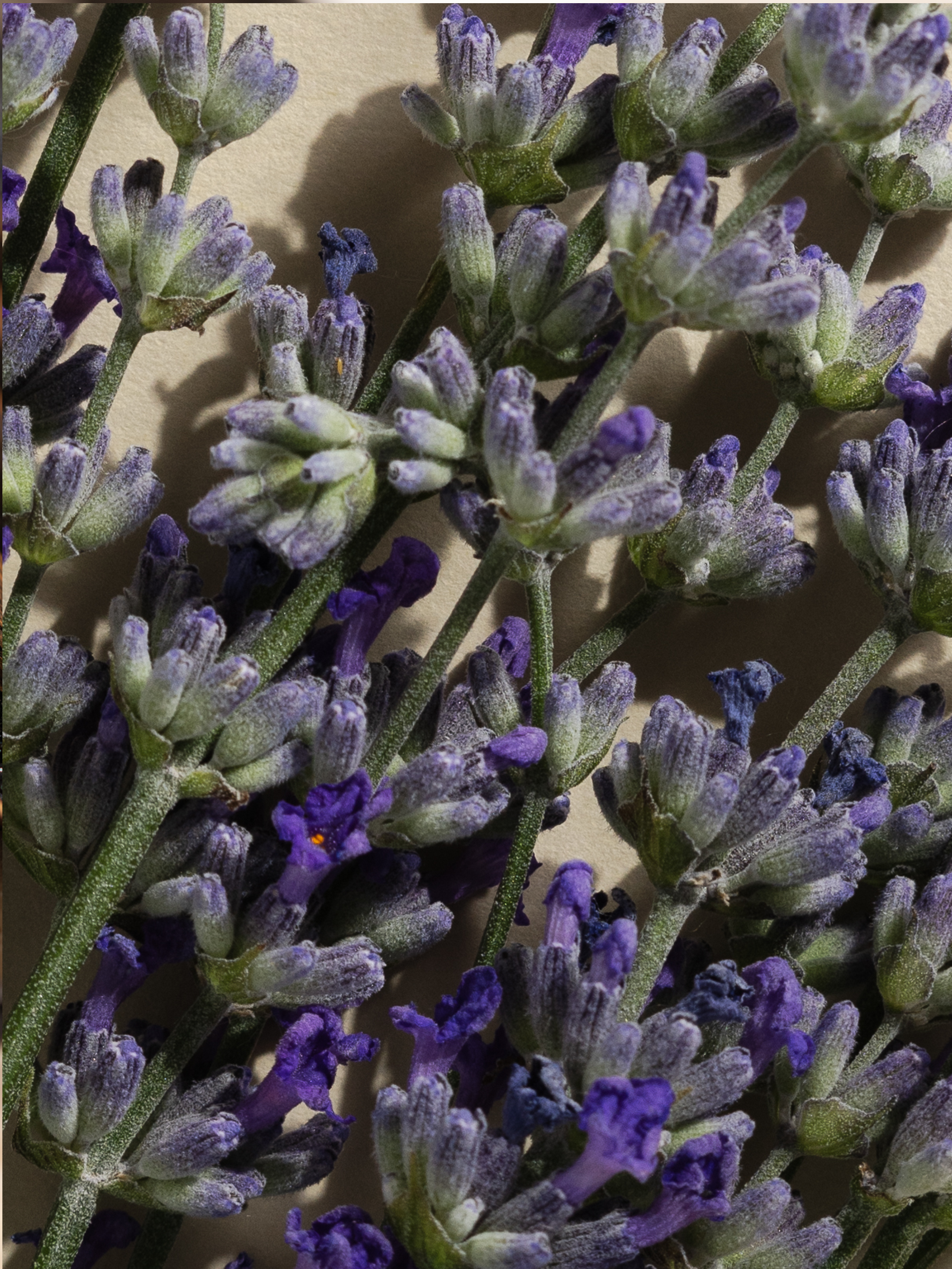 Lavender Balsam - Your Smart Fragrance