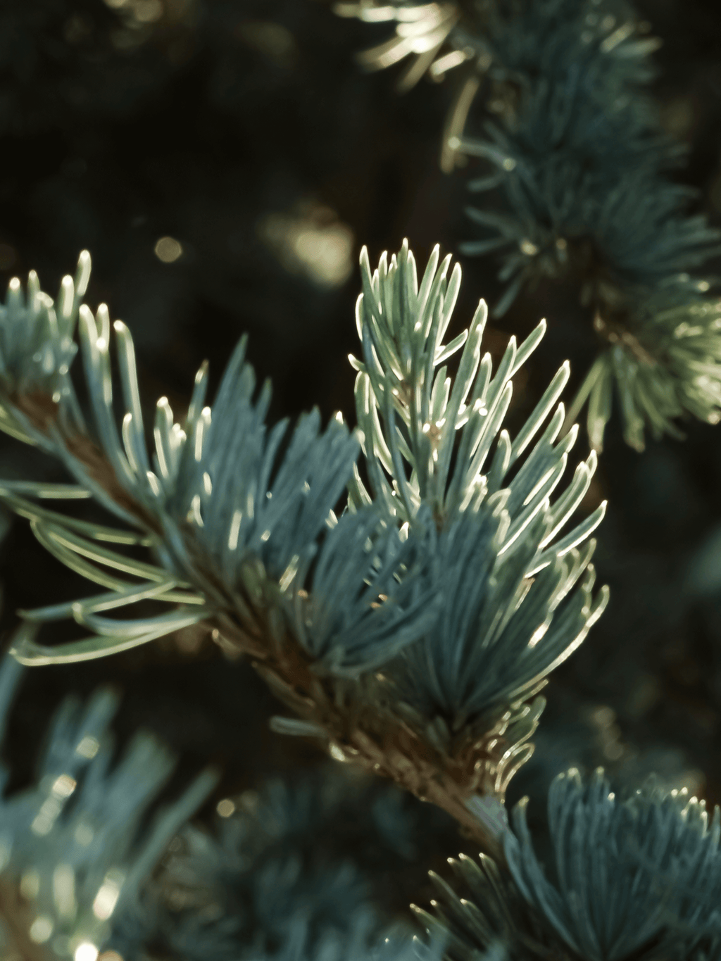 Spruce in Mist - Your Signature Scent