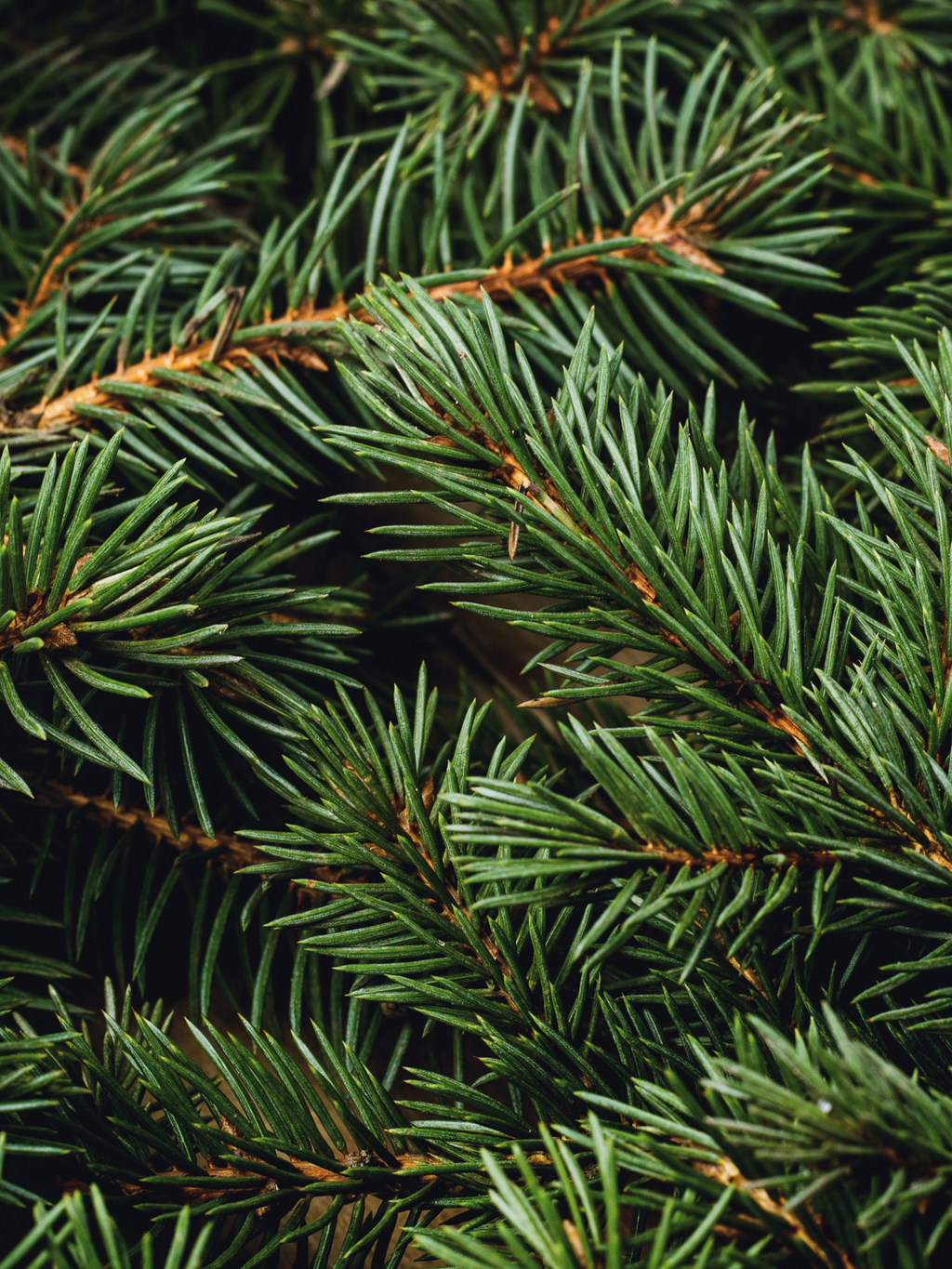 Swiss Pine & Eucalyptus - Fresh Home Feel
