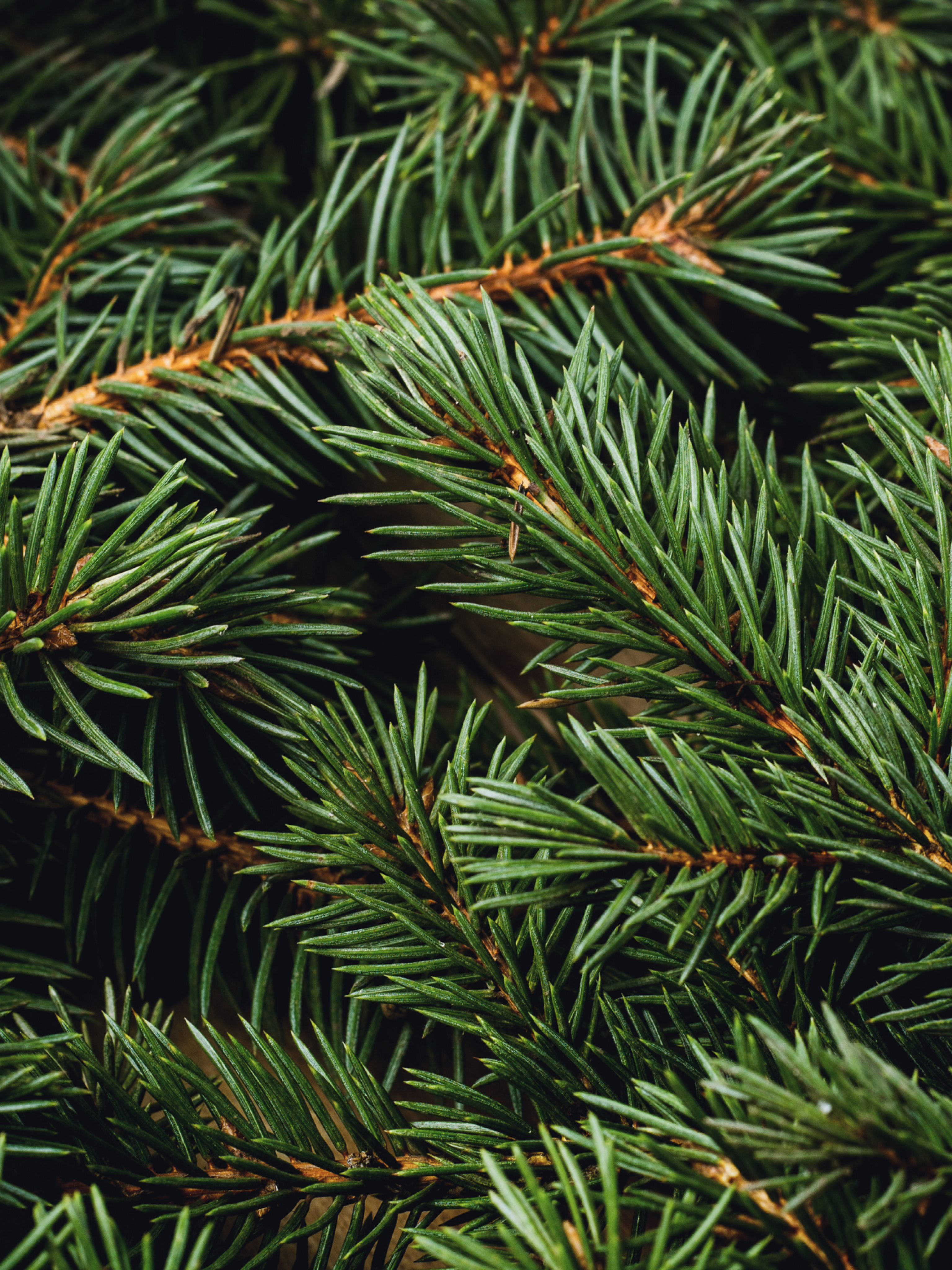 Swiss Pine & Eucalyptus - Fresh Home Feel