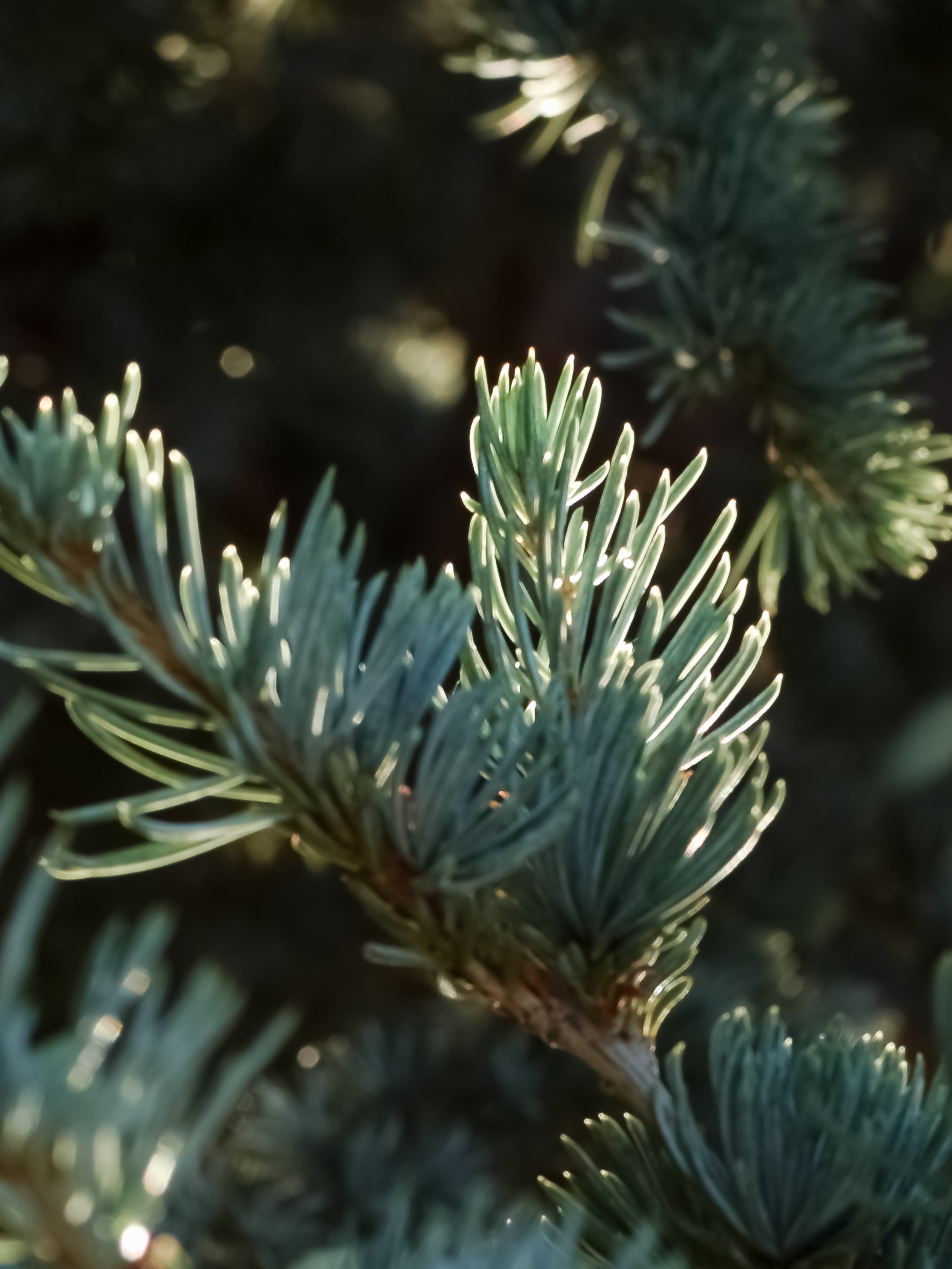Utah - Cozy Home Scent