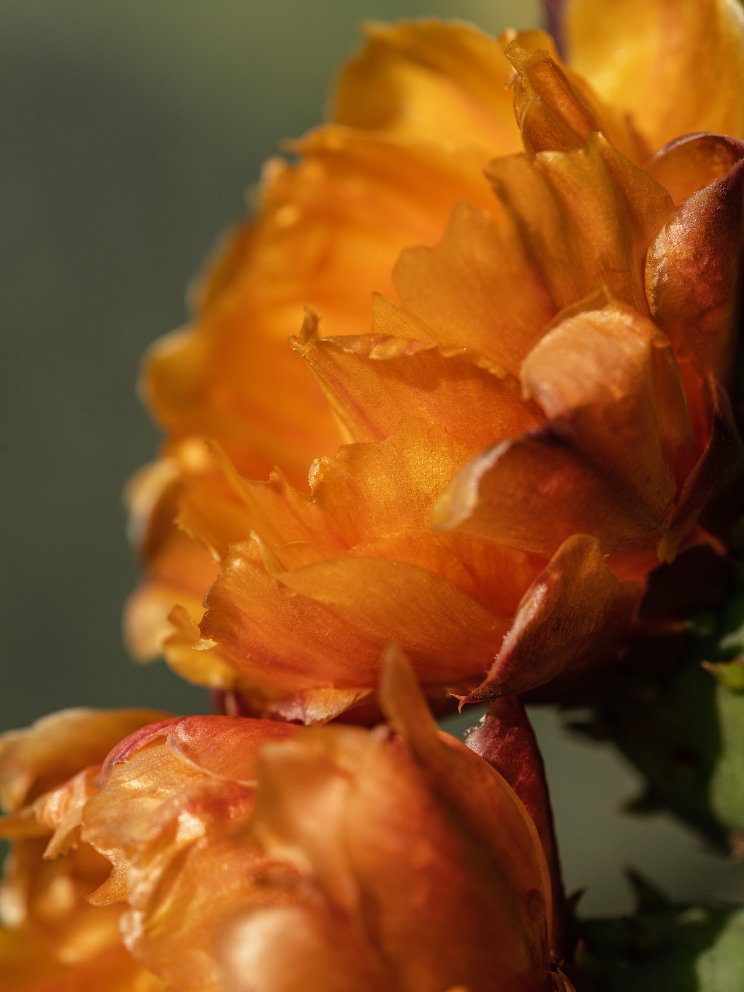 Cactus Flower - Fragrance Essential