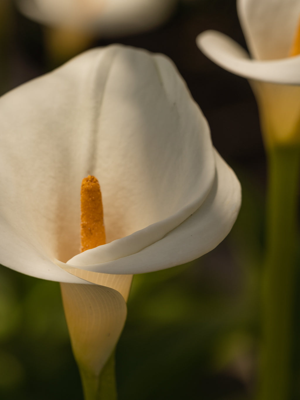 White Flower No. 42 - Scent in Control