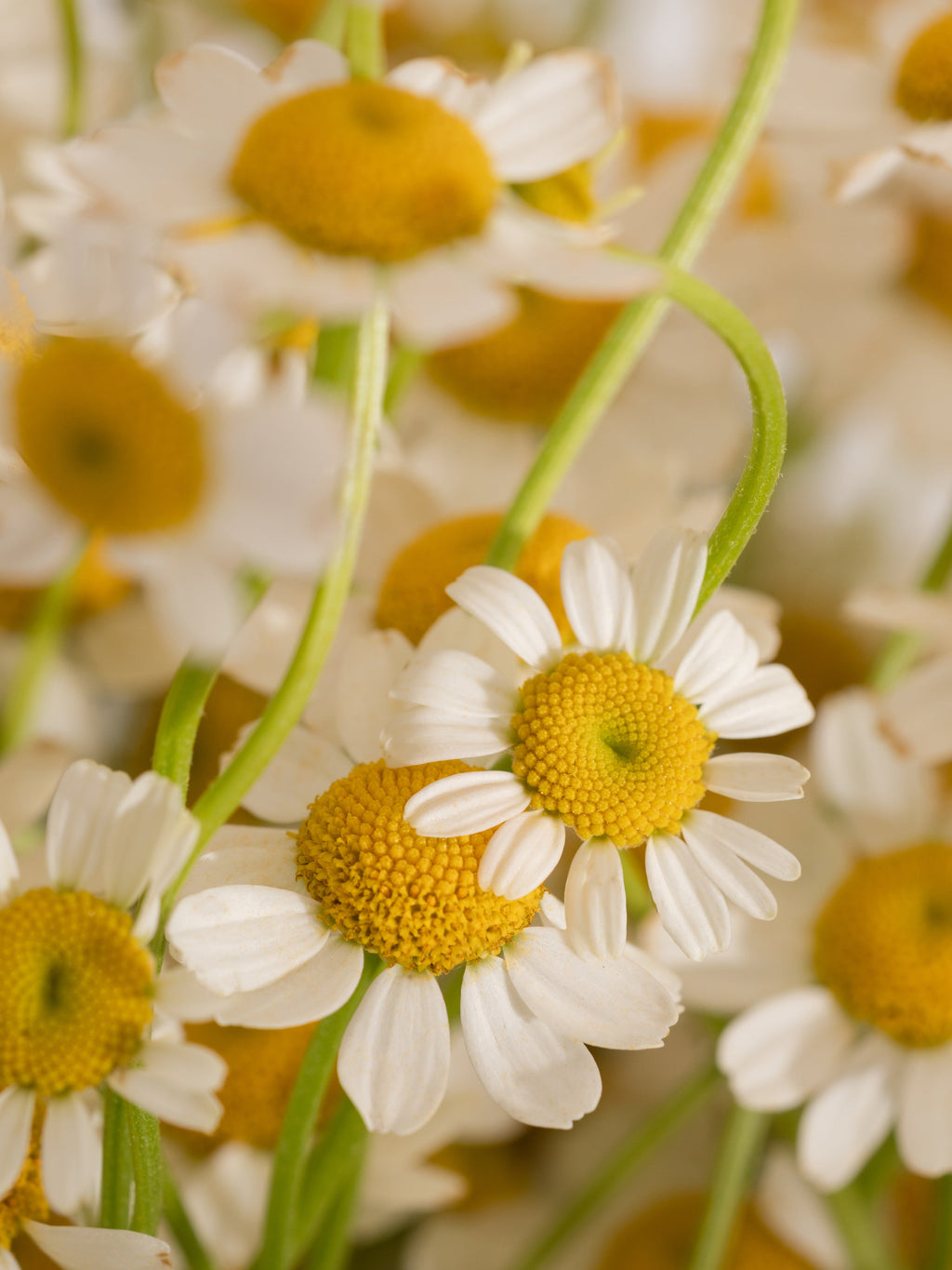 Driftwood & Chamomile - Freshness Made Easy