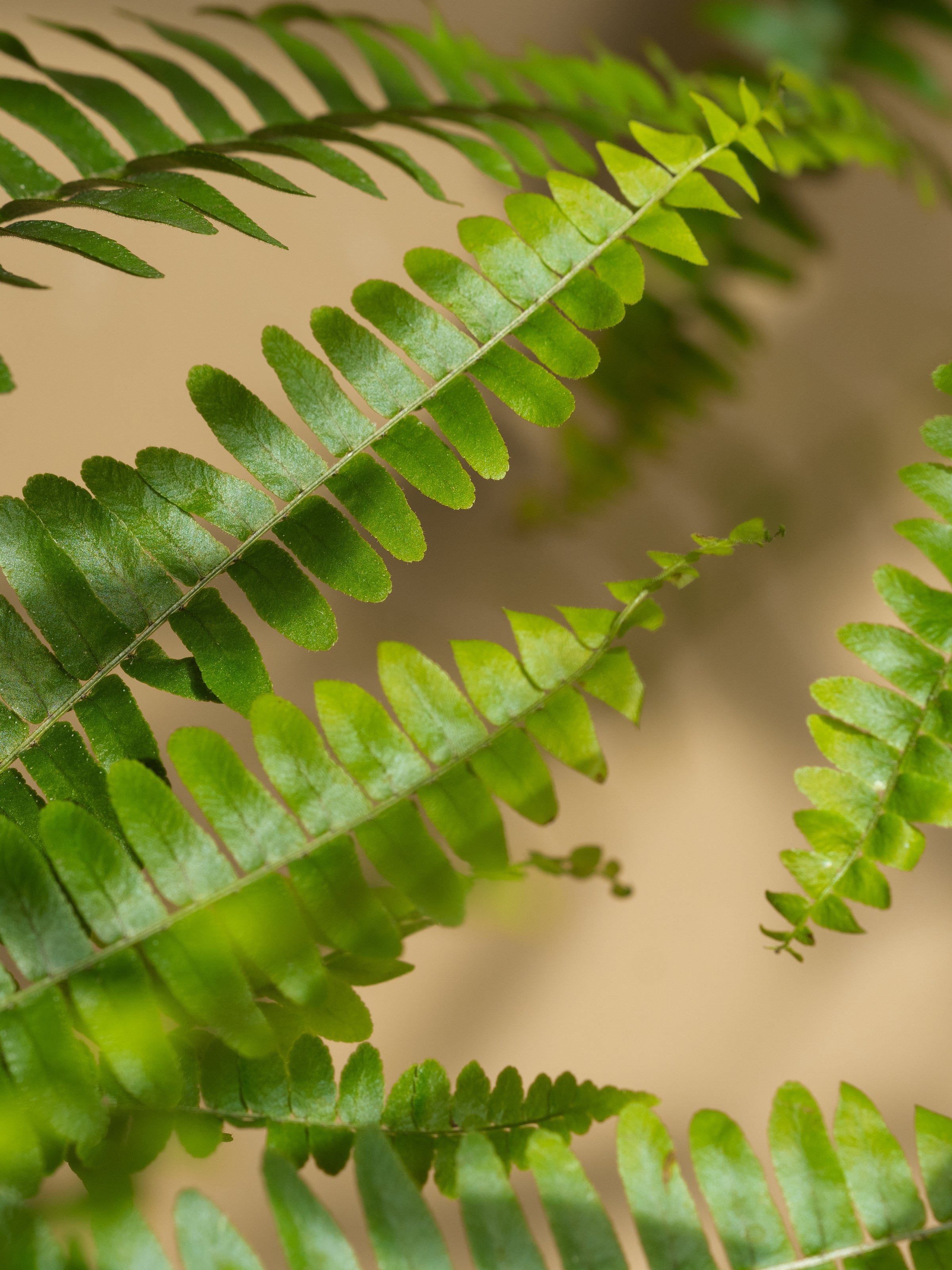 Fern Moss - Everyday Room Refresh