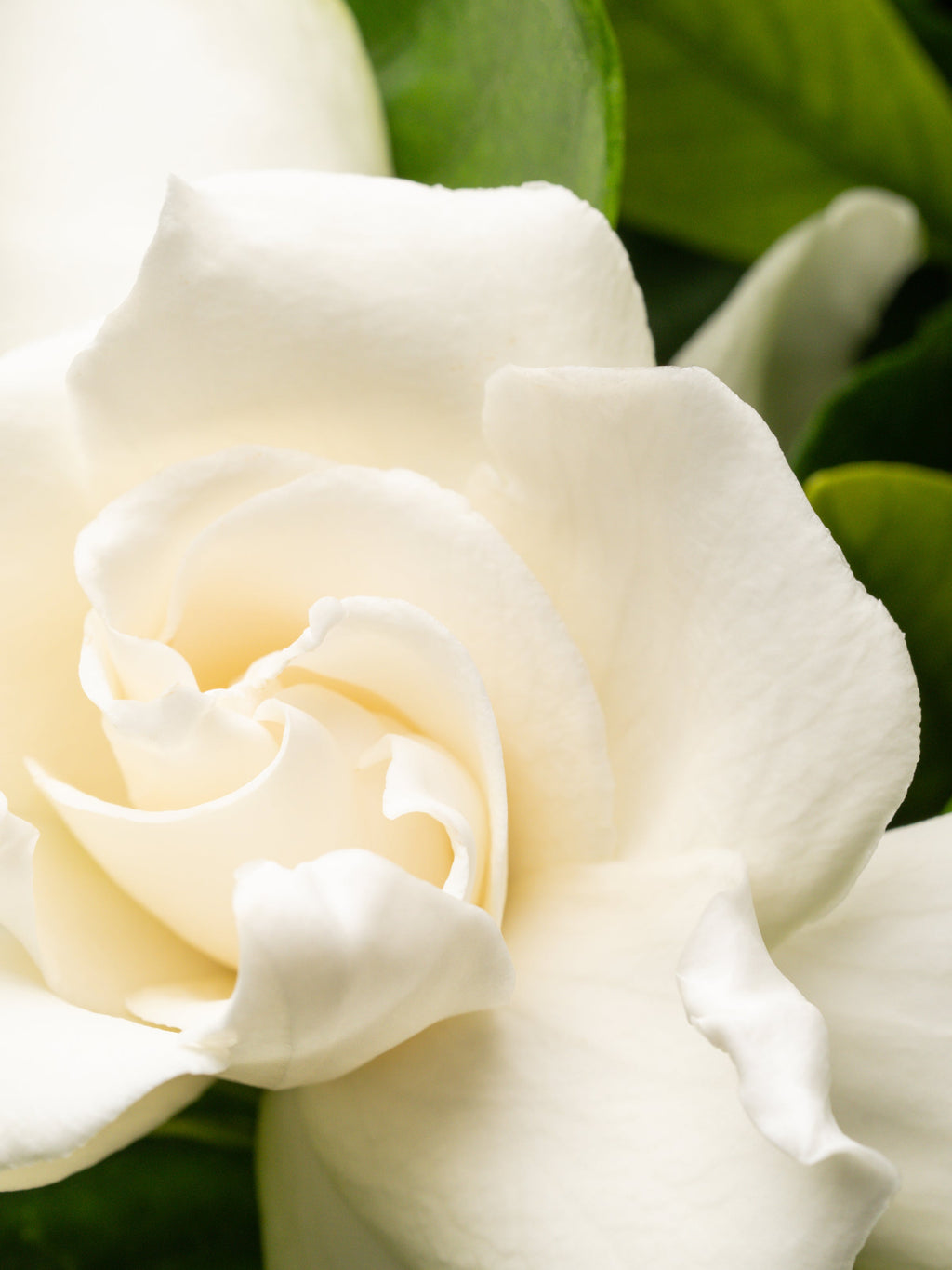 Goldleaf Gardenia﻿ - Upgrade Your Home