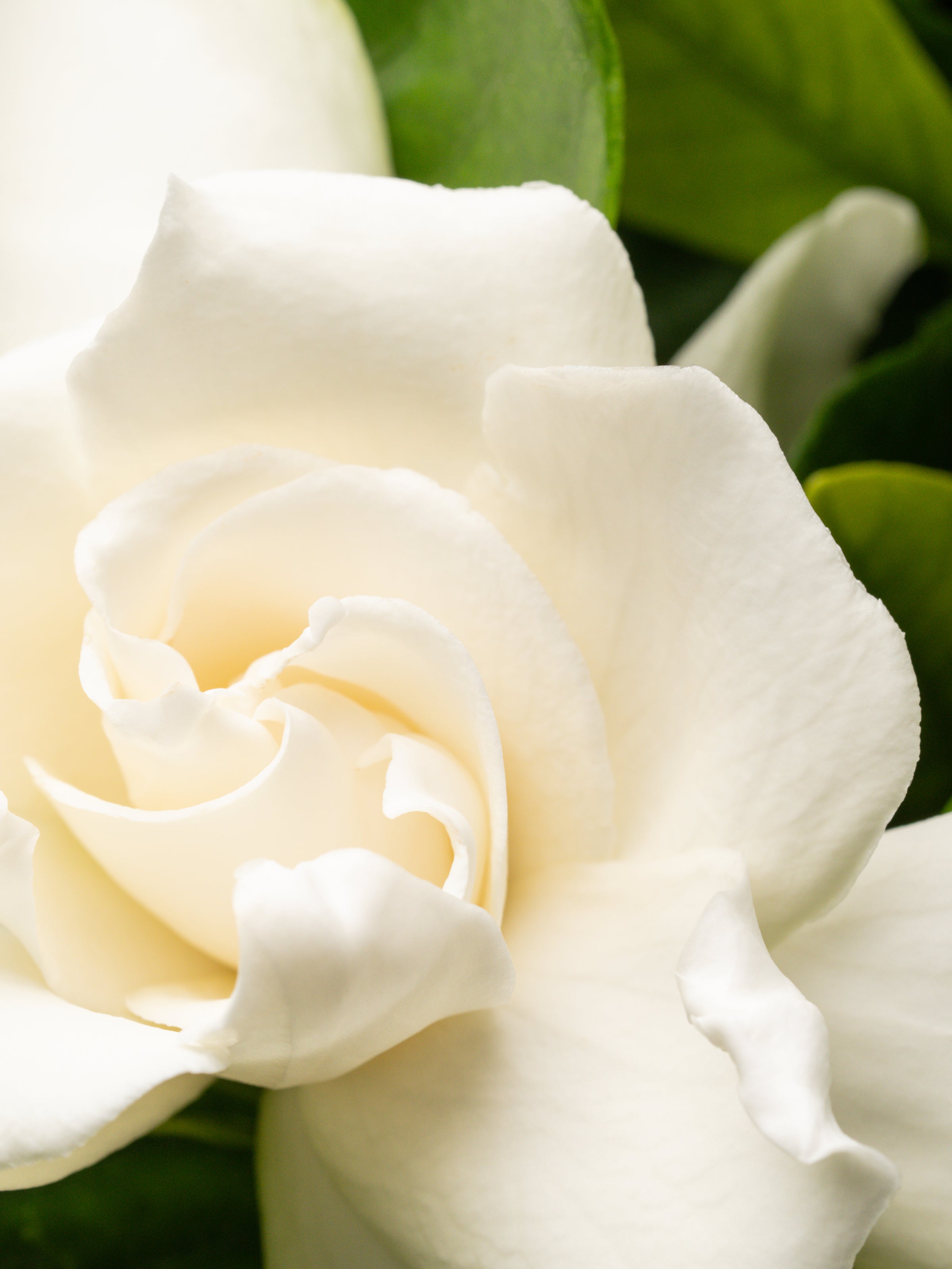 Goldleaf Gardenia﻿ - Upgrade Your Home