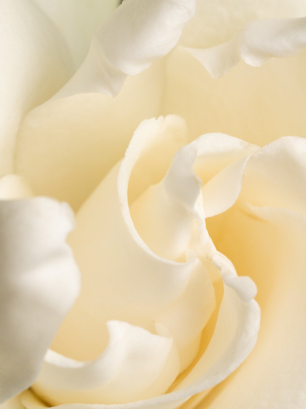 Fresh Cut Gardenia - Scent Refresh Daily