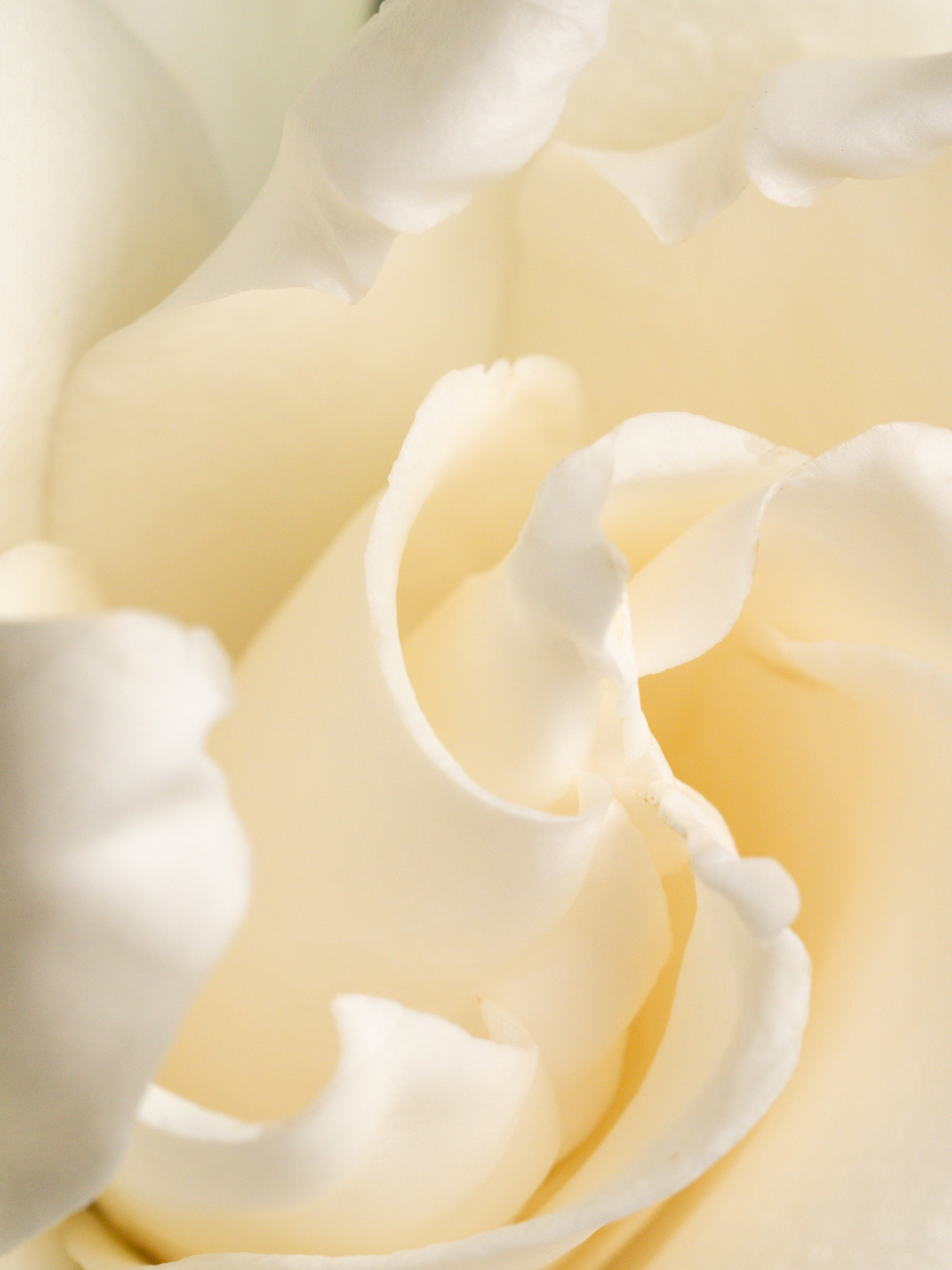 Fresh Cut Gardenia - Scent Refresh Daily