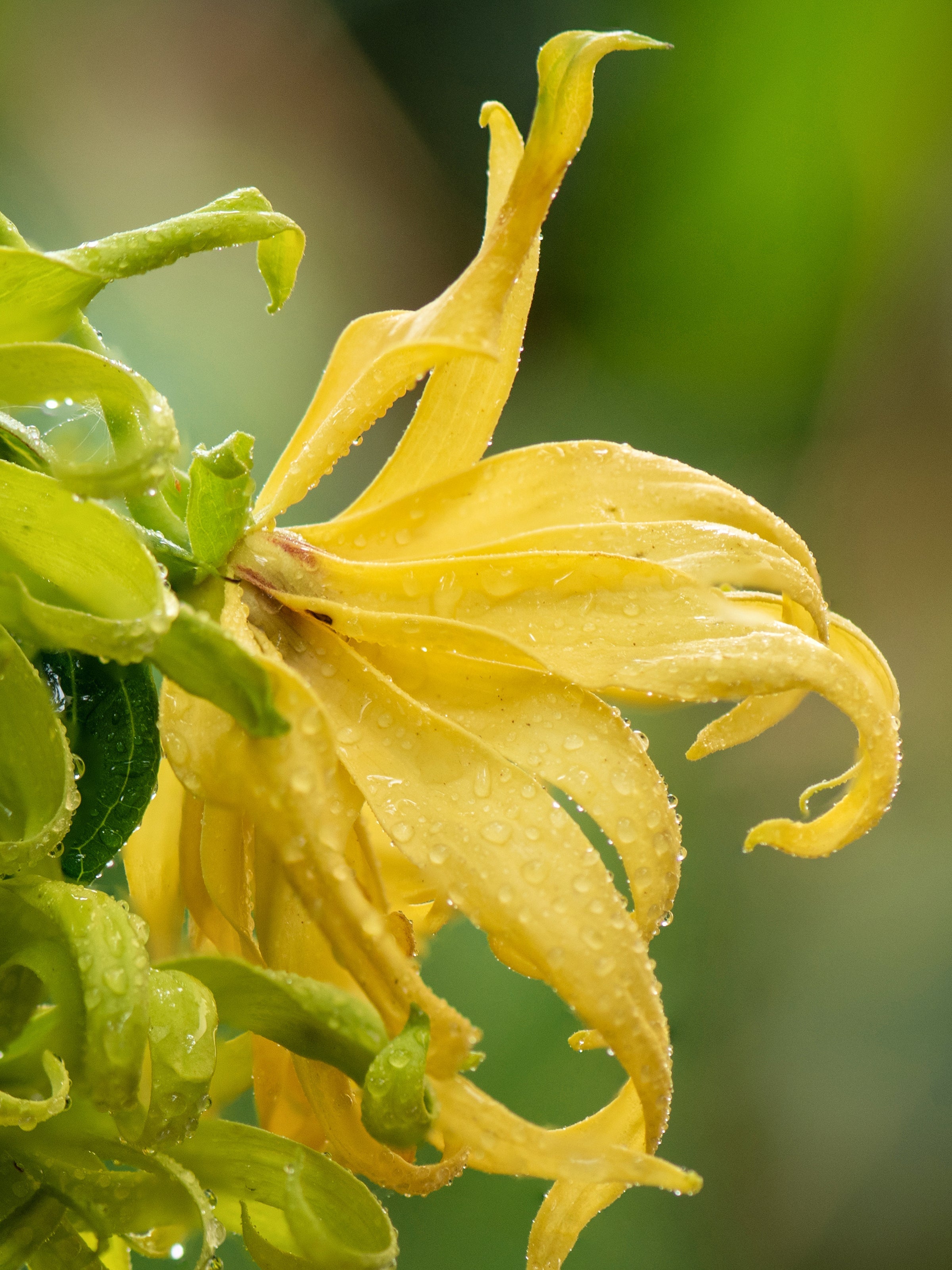 Nigeria: Hope for Tomorrow - The Pura Scent