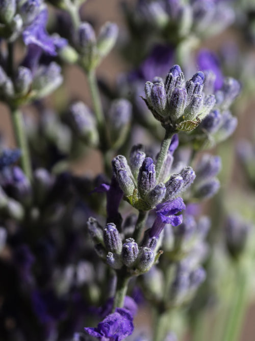 Cedar Leaf & Lavender - Pura with Style