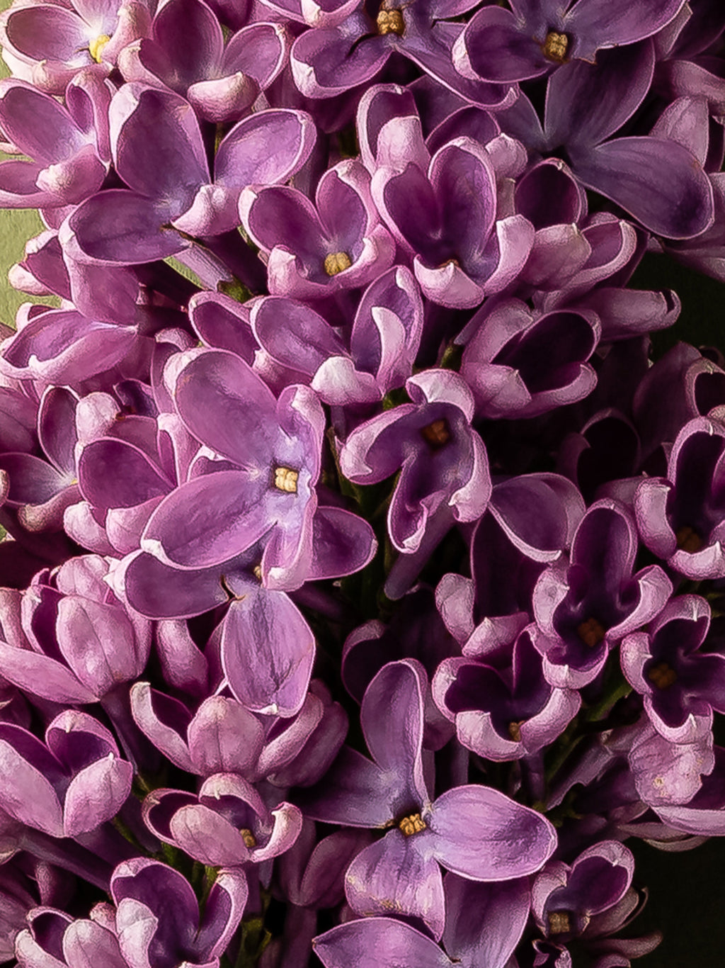 French Lilac - Home Scent Made Easy