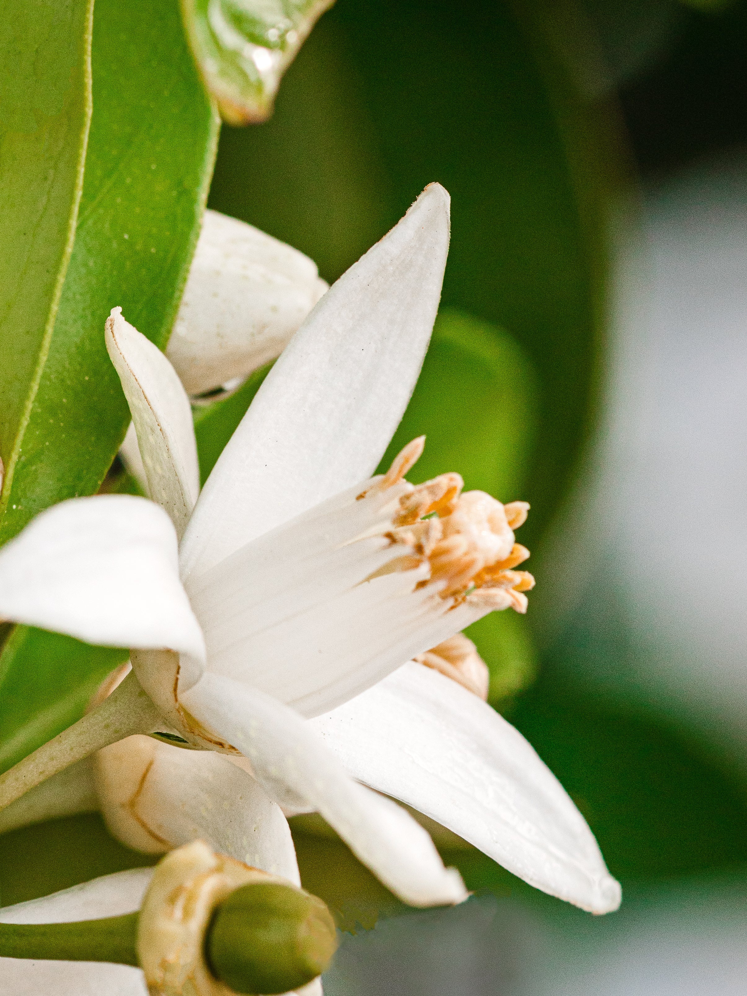 Orange Blossom Neroli - Modern Home Style