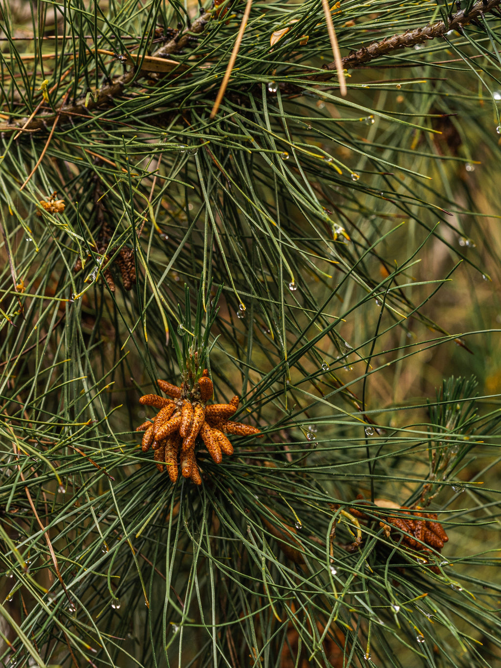 Crystal Pine - Modern Room Scent