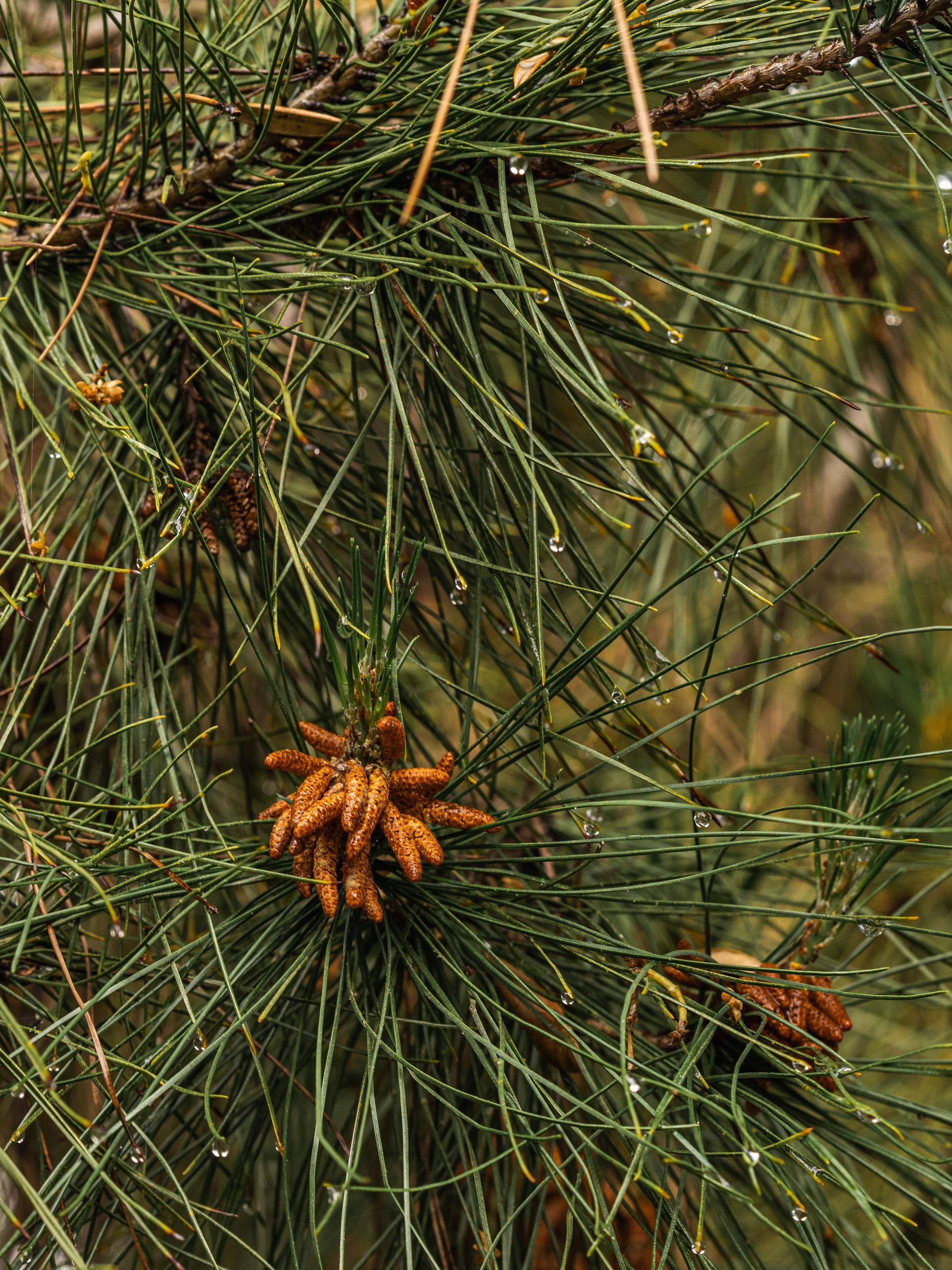 Crystal Pine - Modern Room Scent