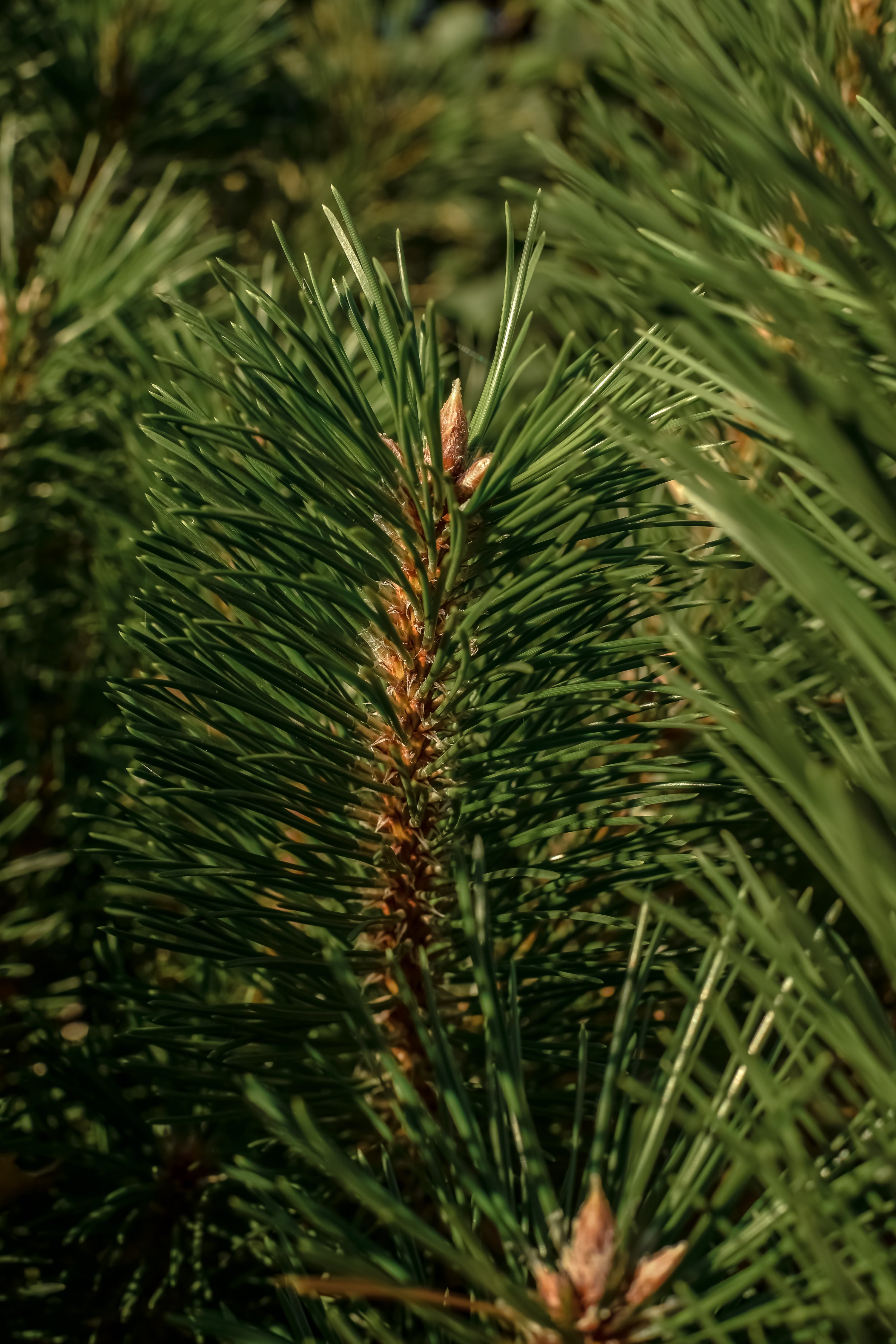 The Smell of Tree - Freshness Made Easy