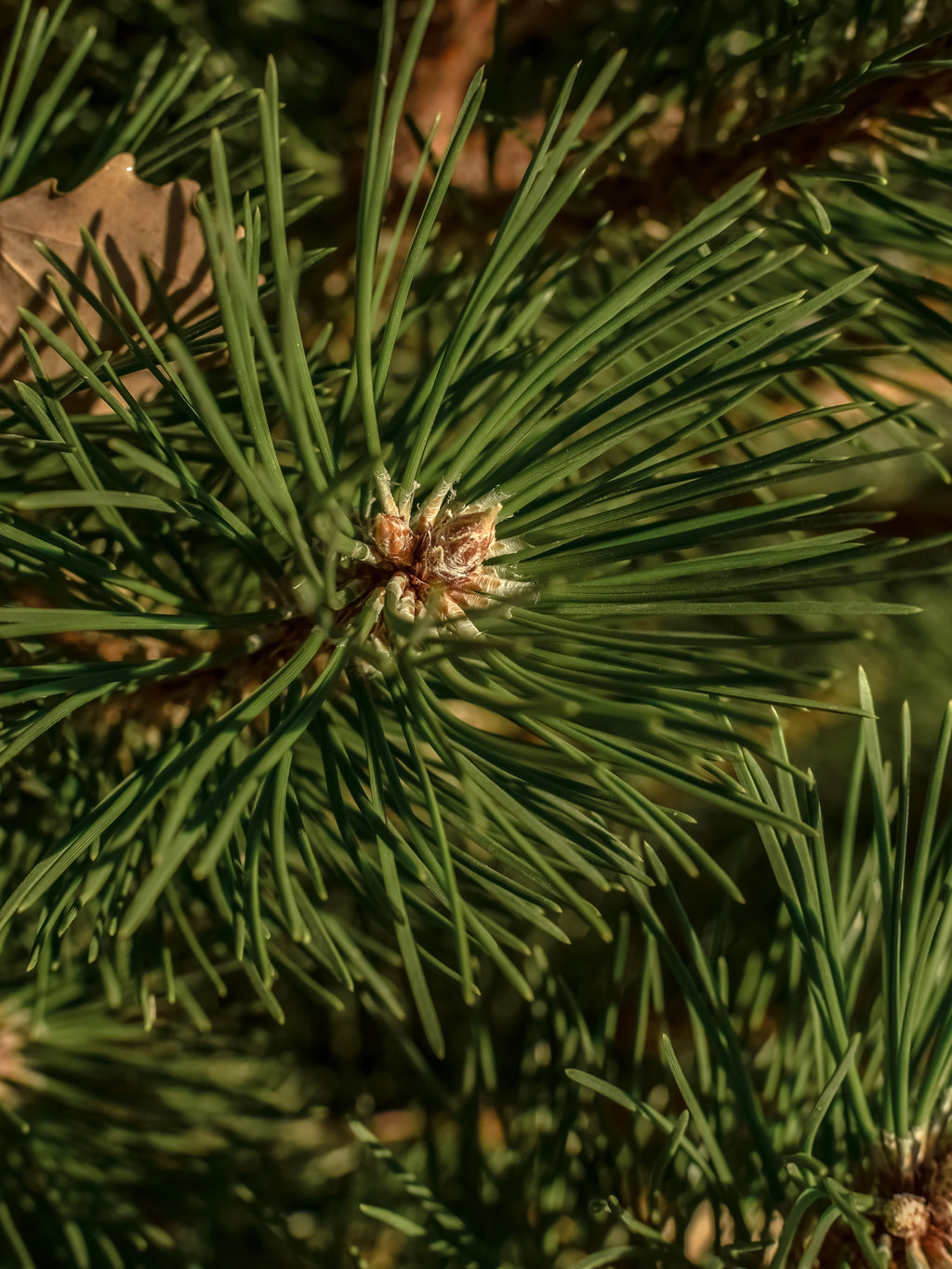 Sea Pines - Daily Scent Essential