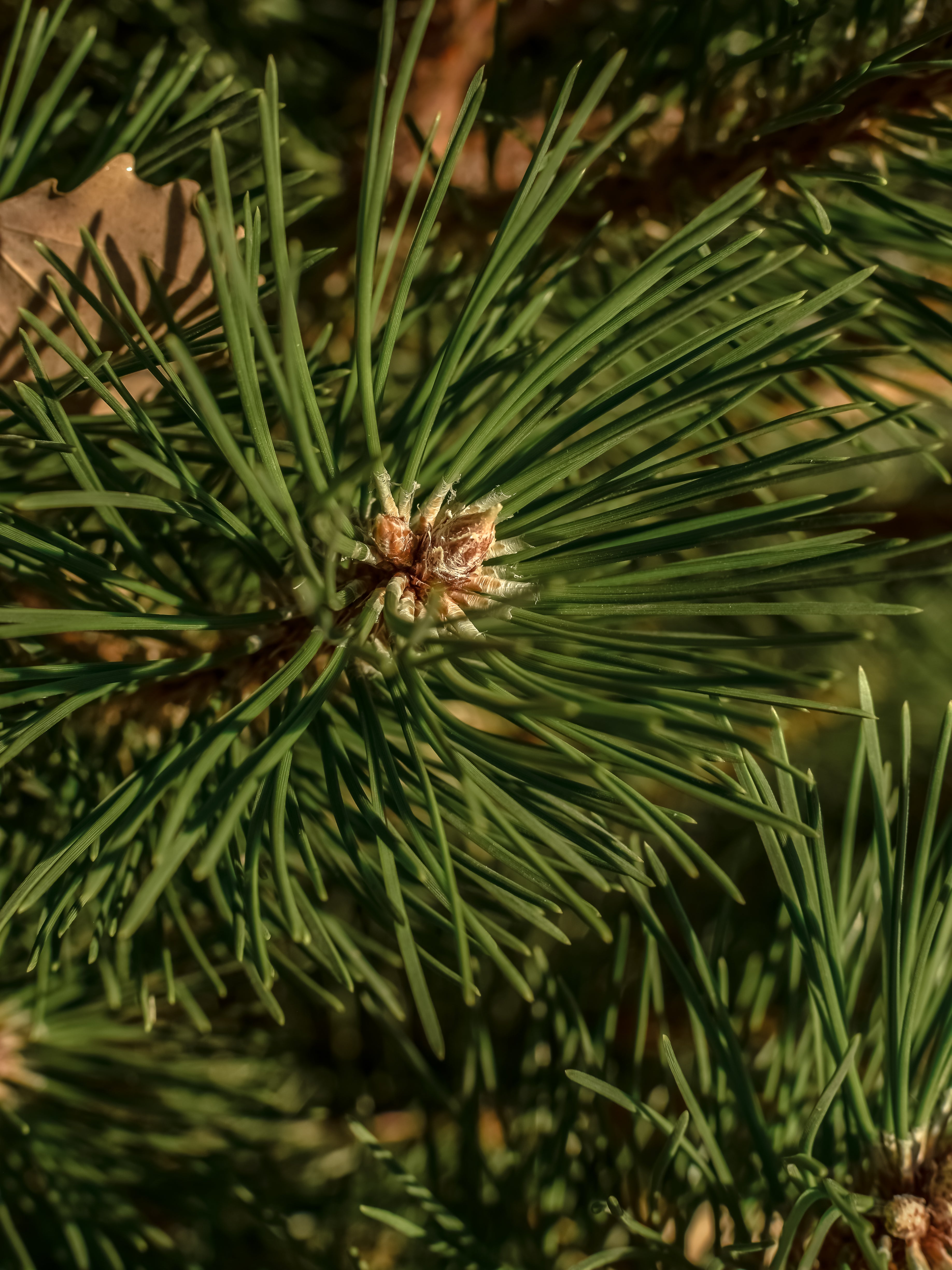 Sea Pines - Daily Scent Essential