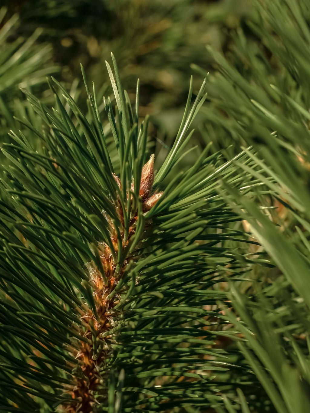 Frasier Fir - Everyday Freshness