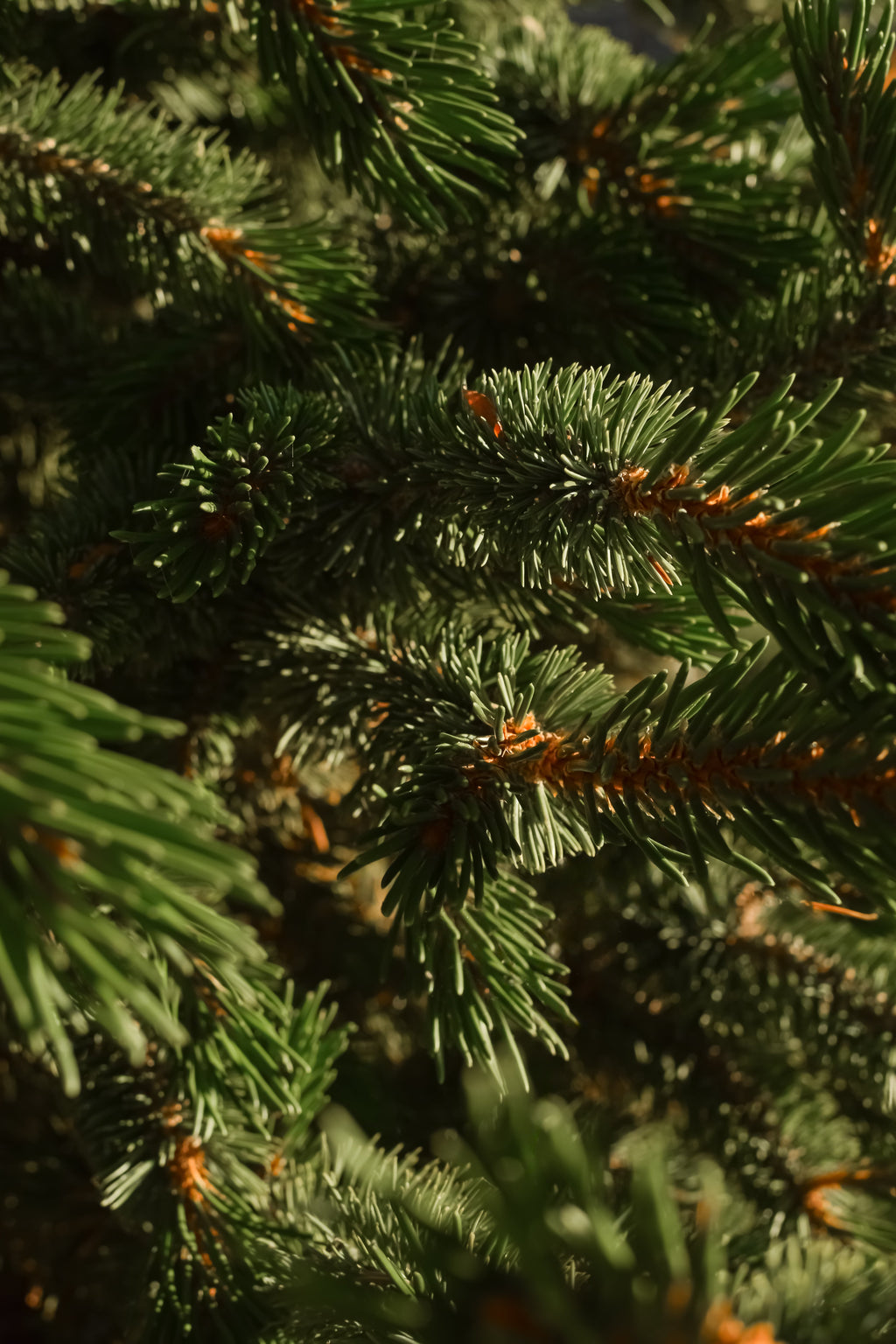 Fallen Fir - Pura Home Fragrance