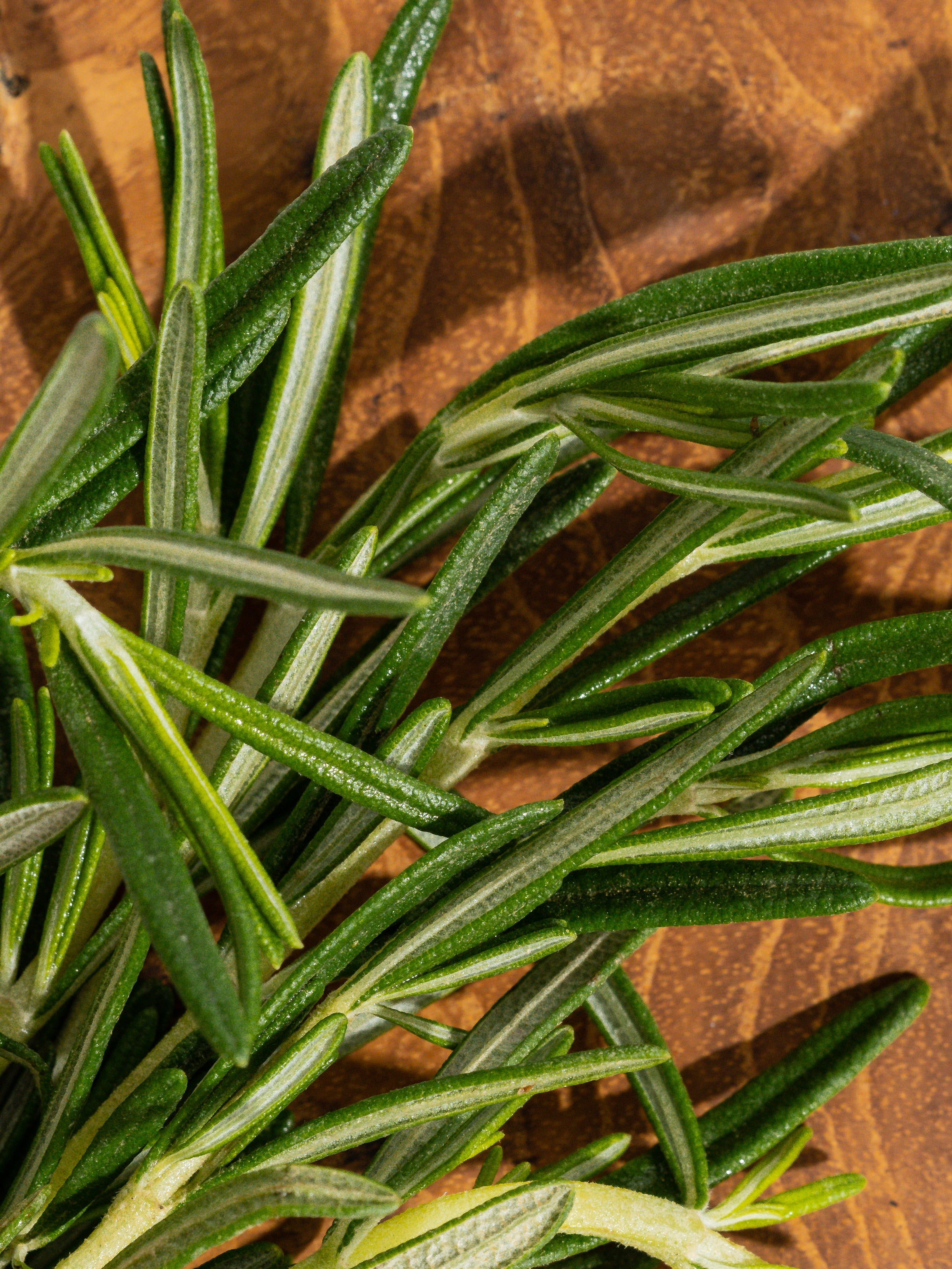 Rosemary Eucalyptus - Cozy Daily Scent