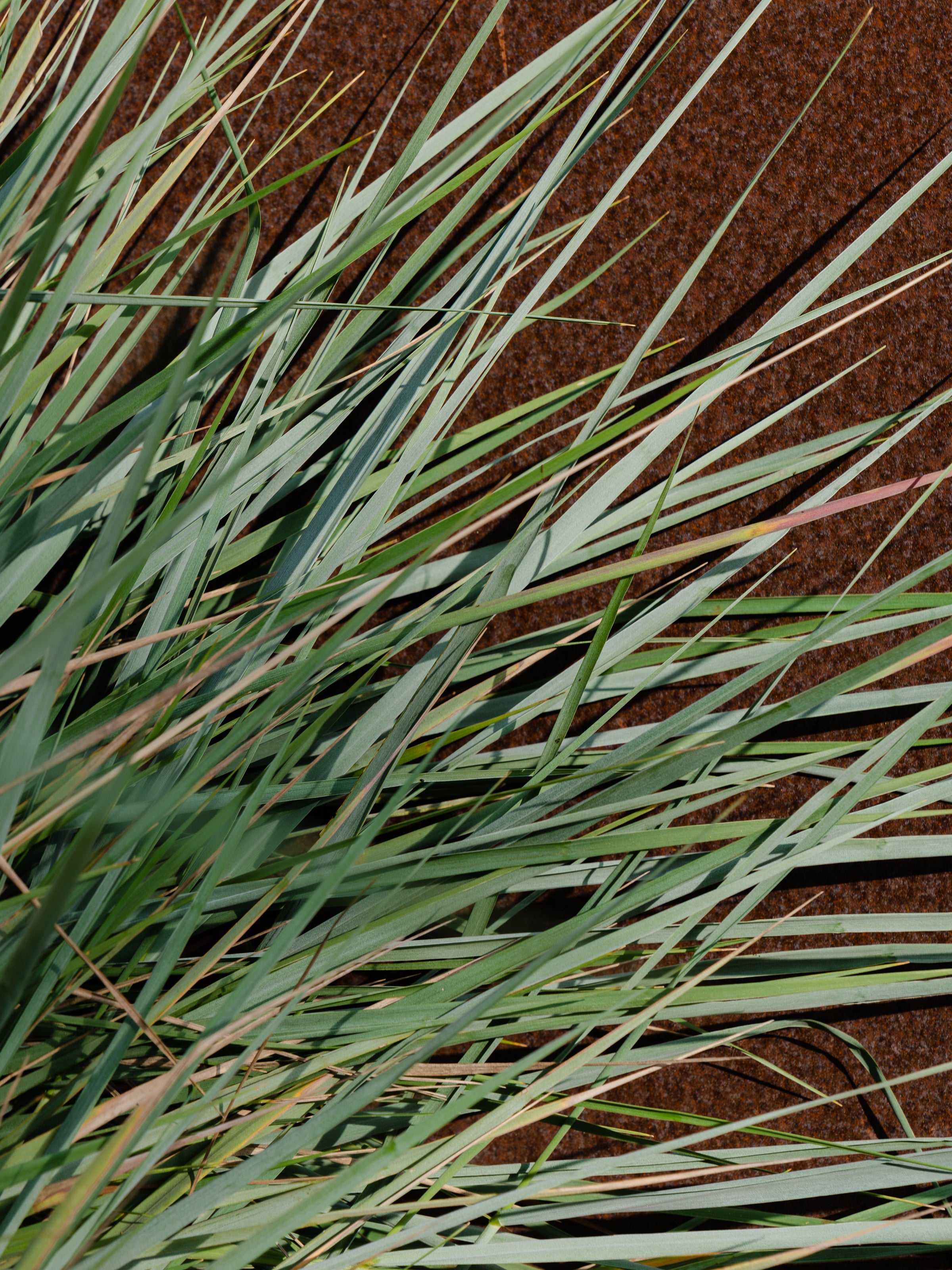 White Vetiver - Pura Makes It Cozy
