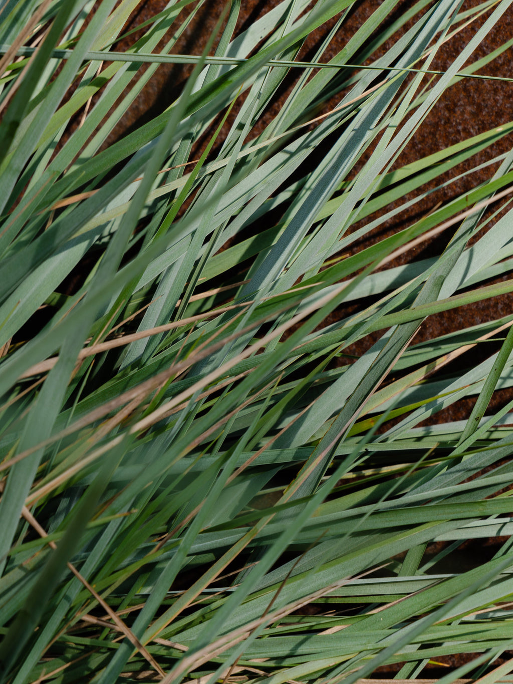 White Vetiver - Set the Mood