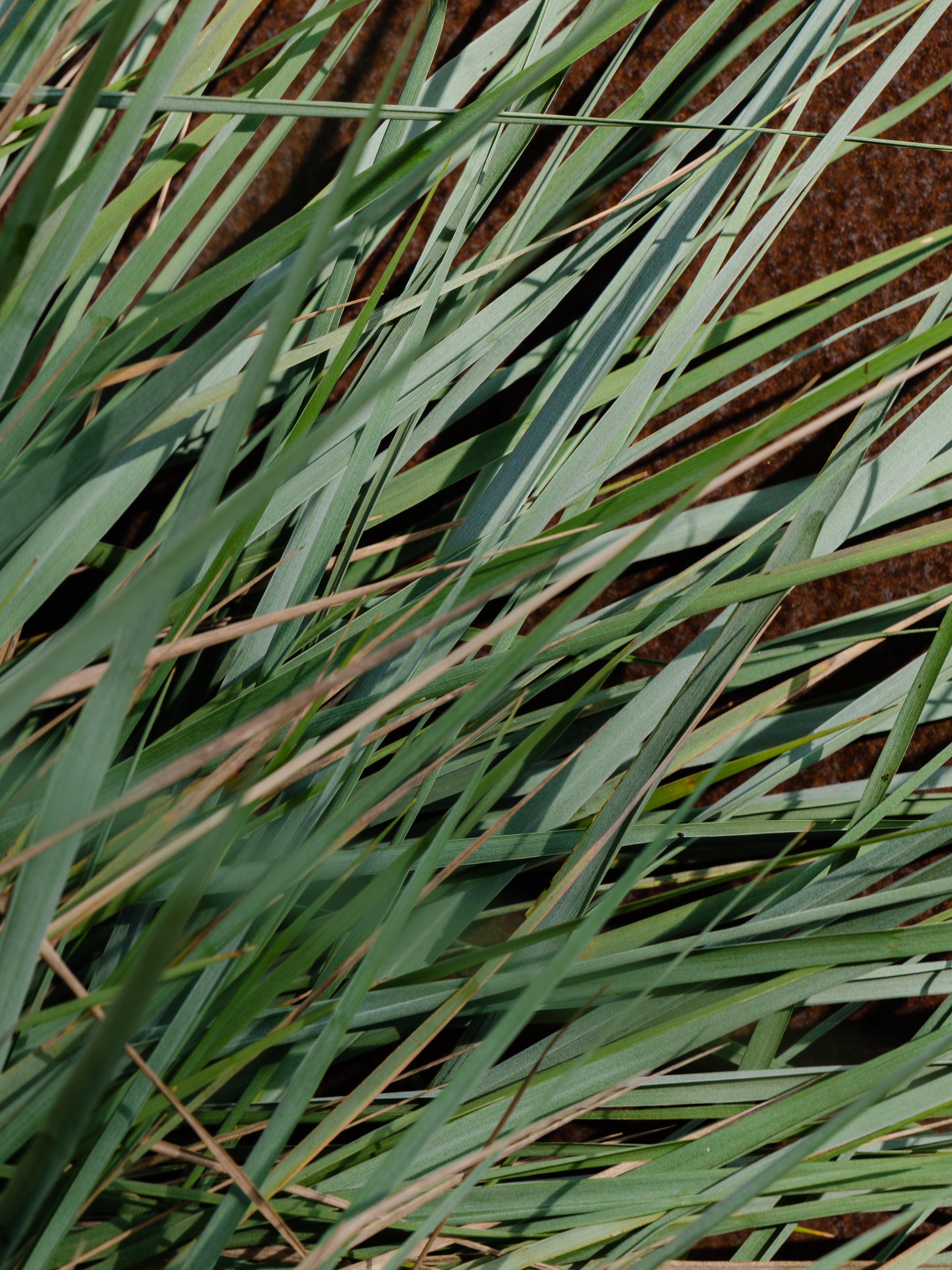 White Vetiver - Set the Mood