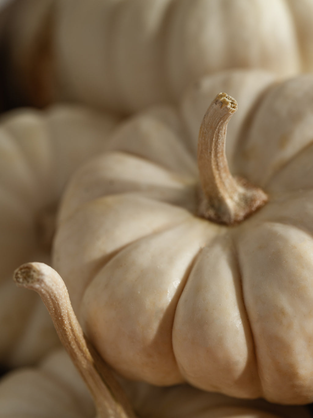 White Birch & Pumpkin - Your Scent Routine
